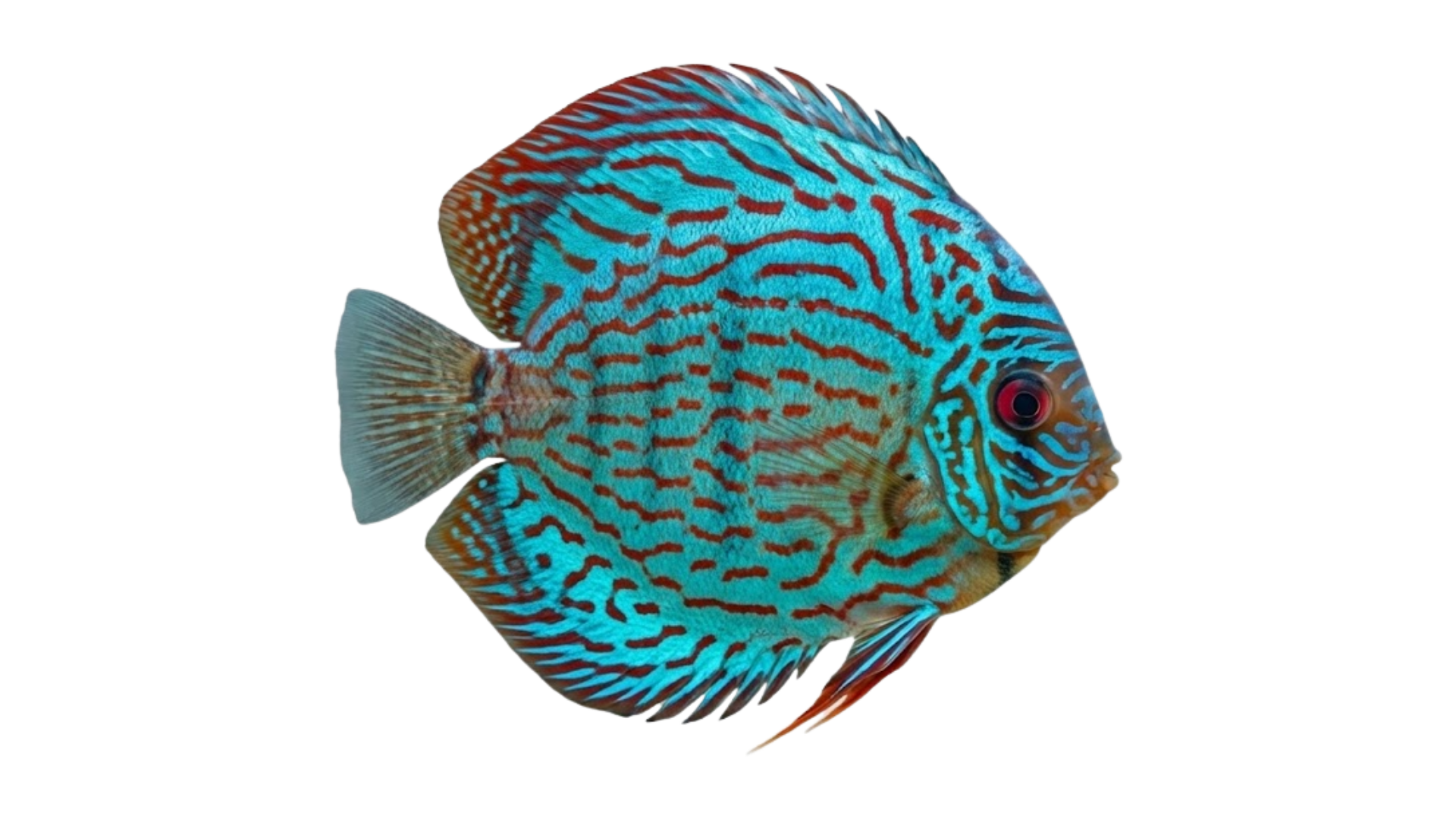 Acará Disco colorido