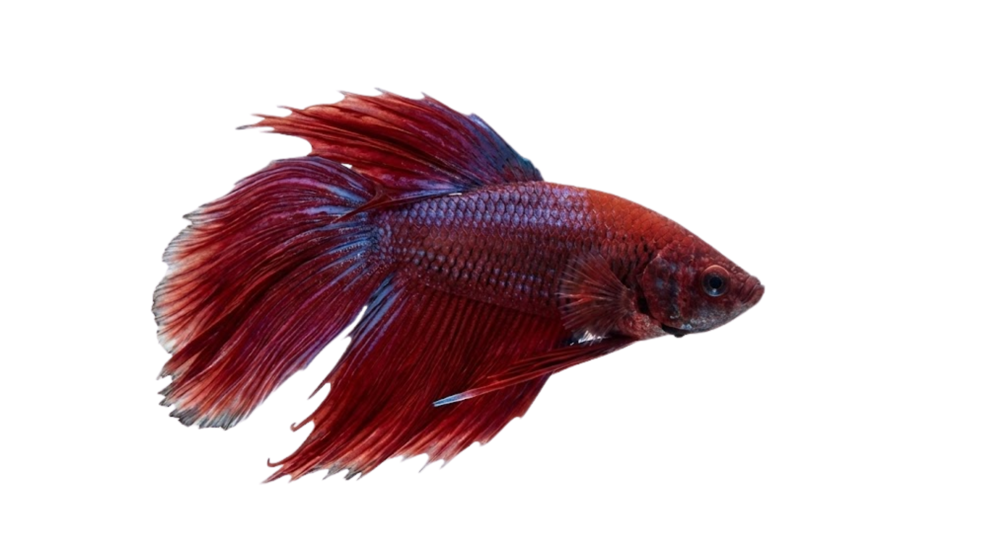 Peixe Betta Splendens vermelho