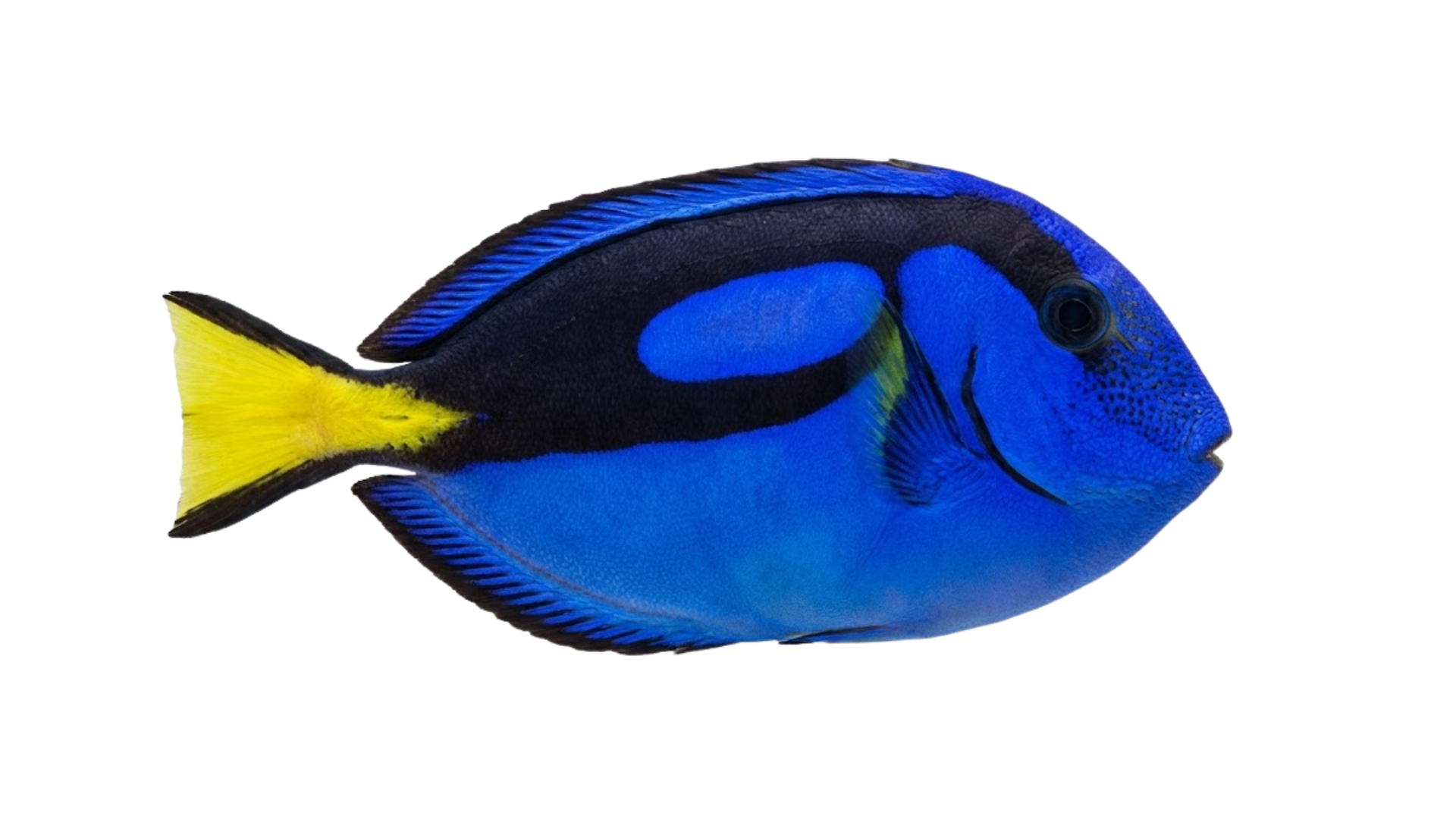 Peixe Blue Tang nadando