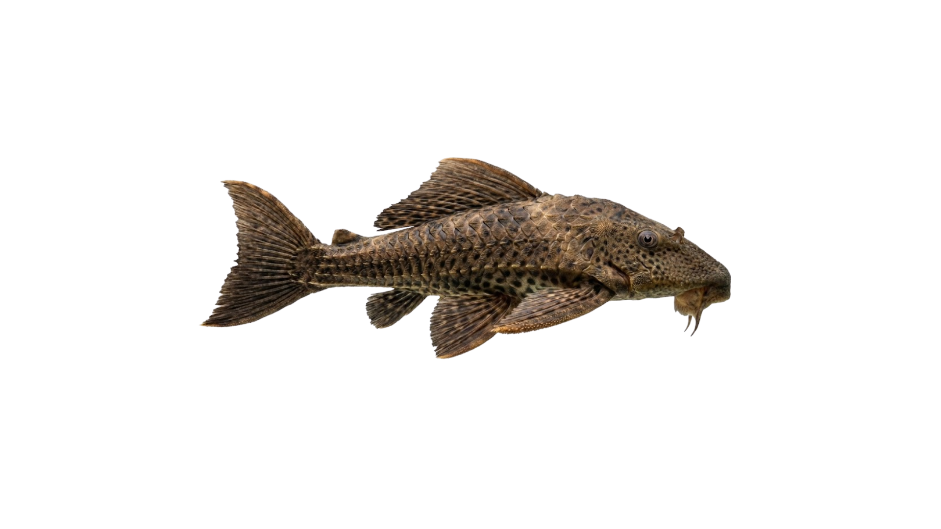 Cascudo peixe de fundo