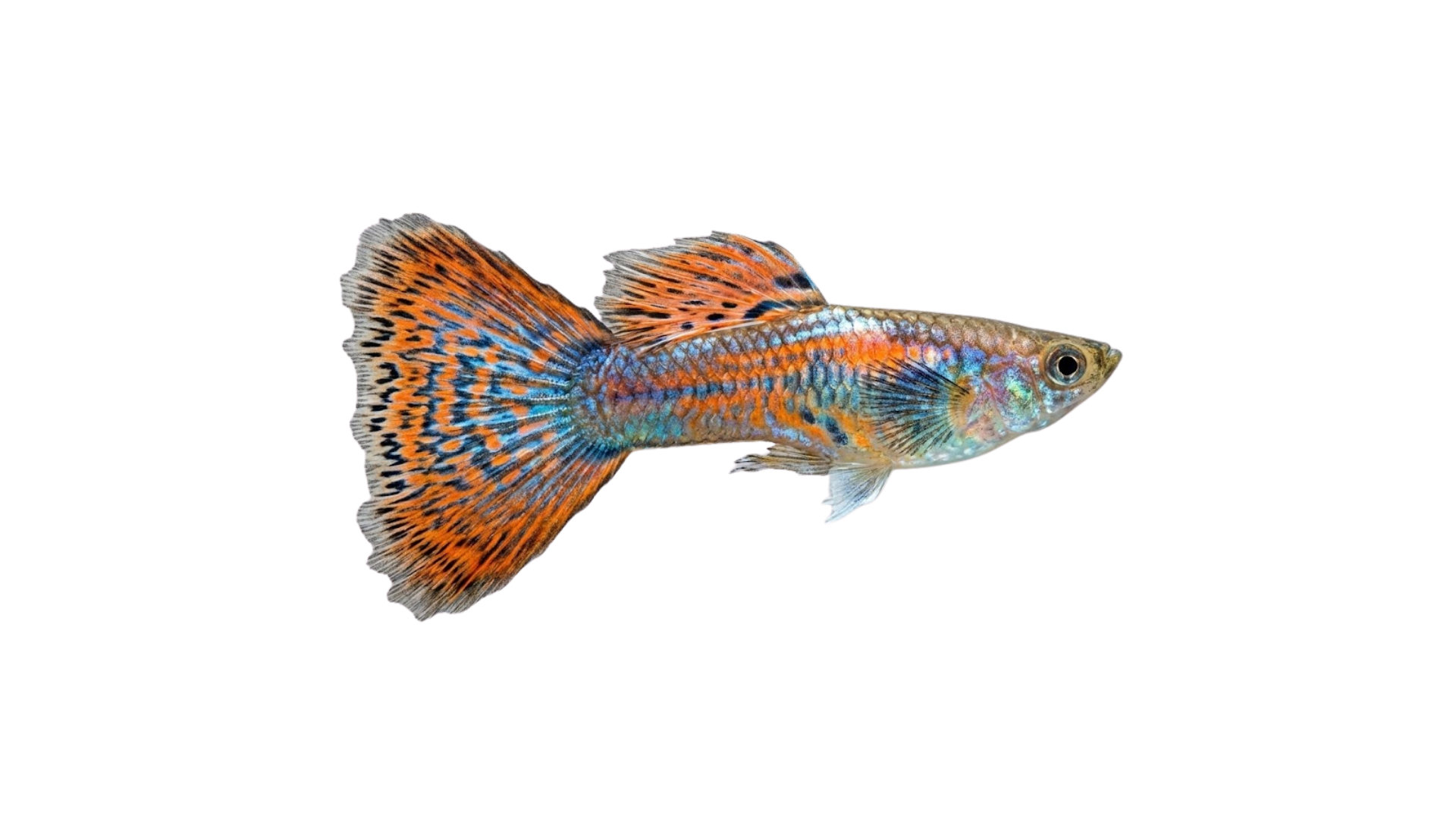 Guppy colorido com cauda longa