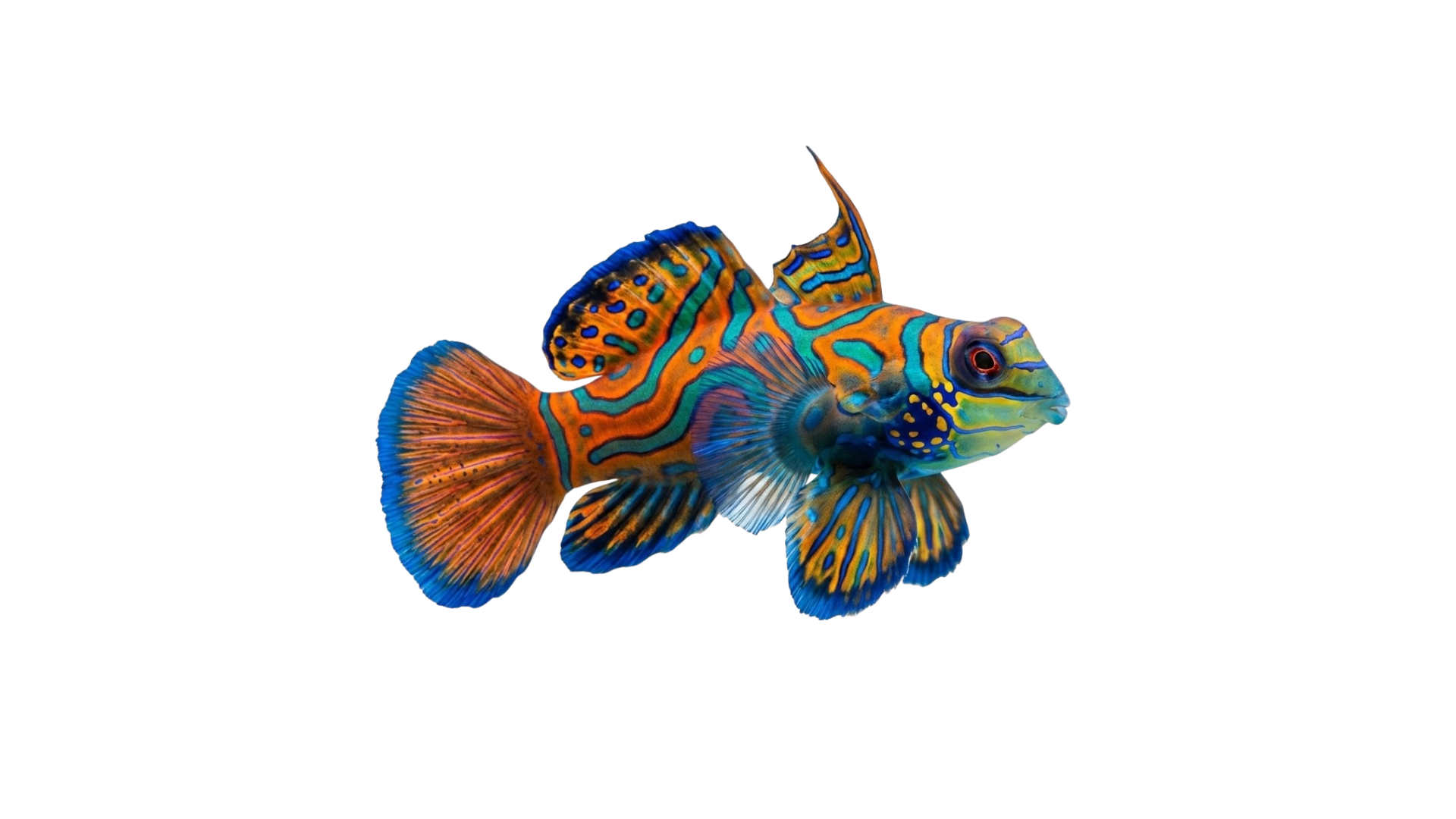 Peixe Mandarim com padrões psicodélicos