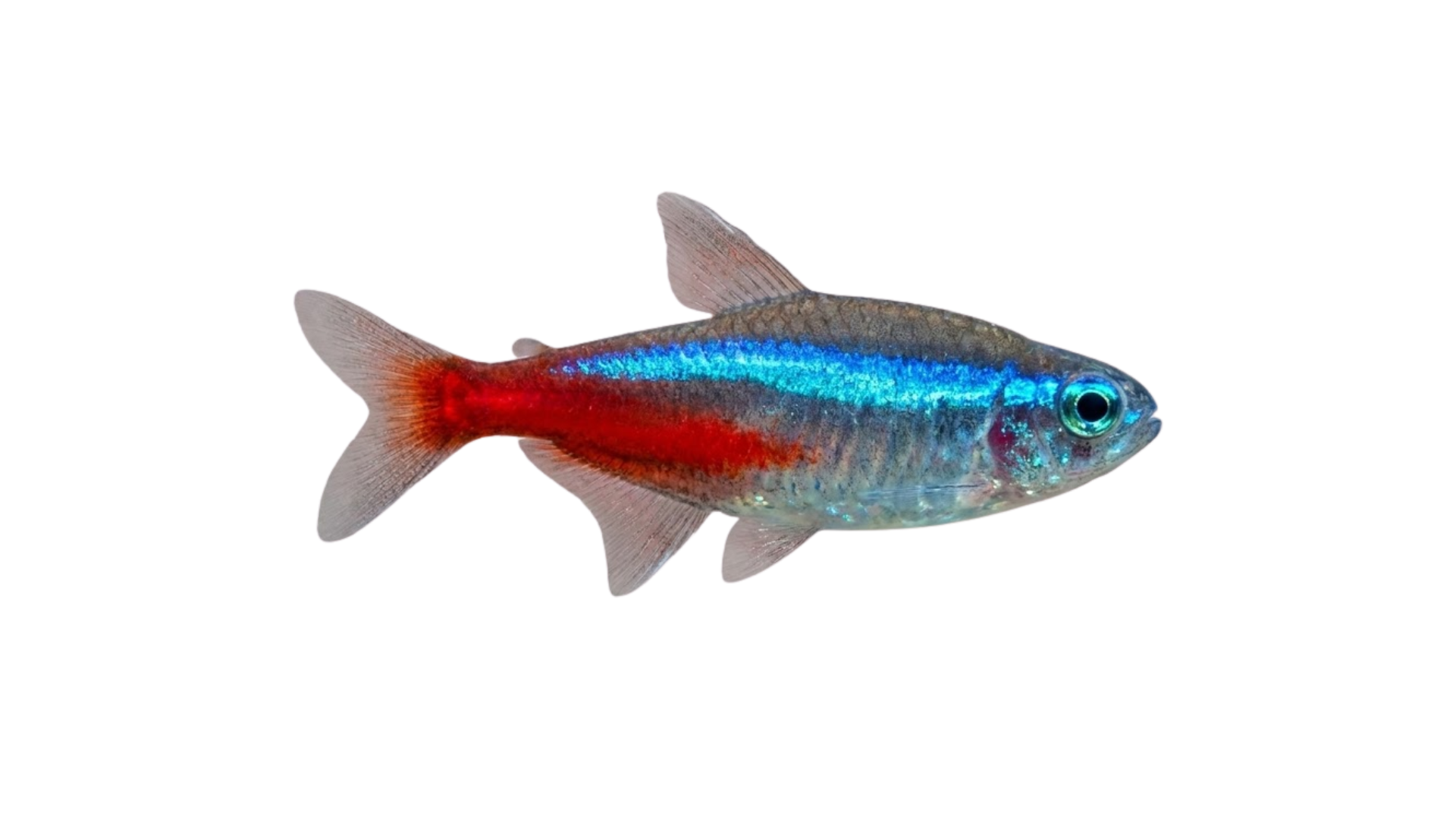 Neon Cardinal com faixa azul elétrica e corpo vermelho