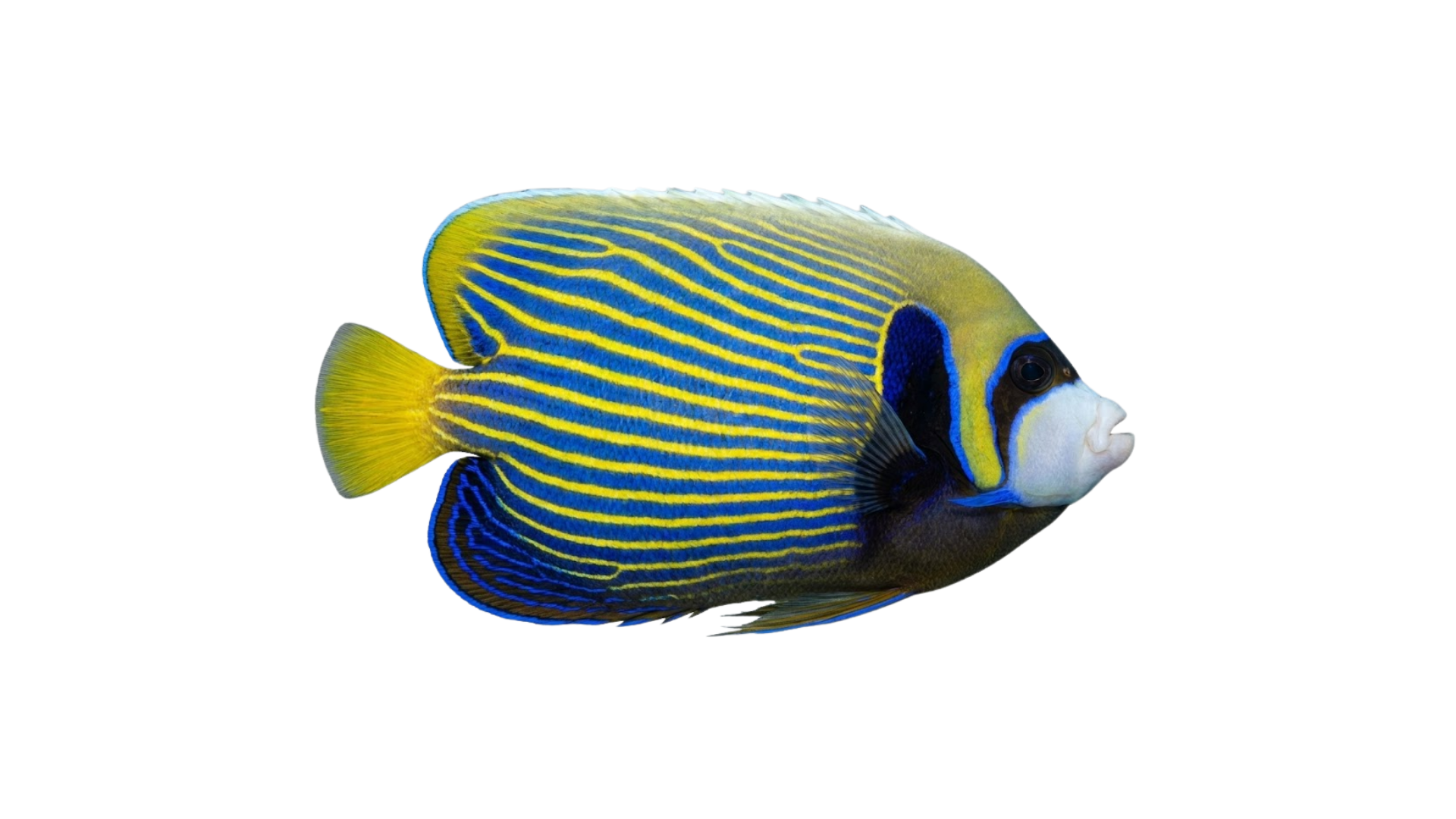 Peixe Anjo com listras azuis e amarelas