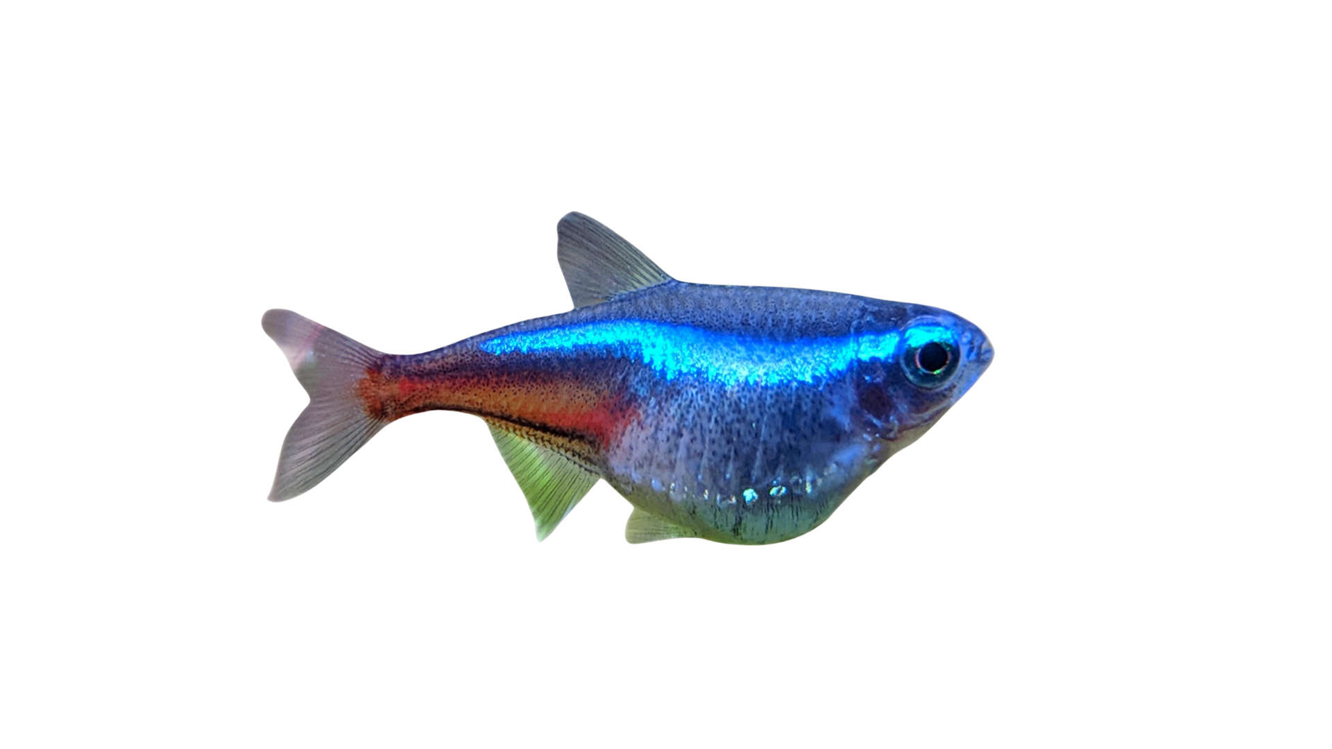 Tetra Neon brilhante em cardume