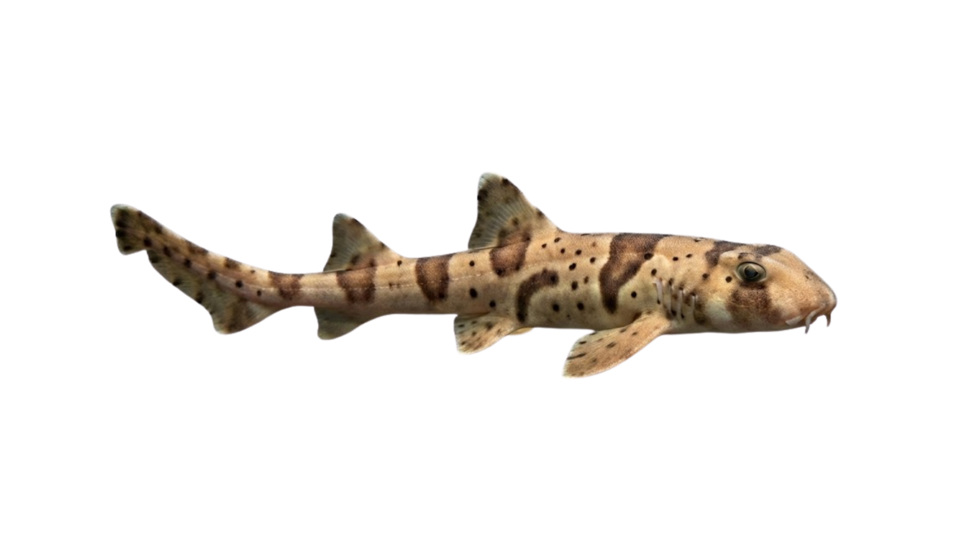 Tubarão Bambu nadando